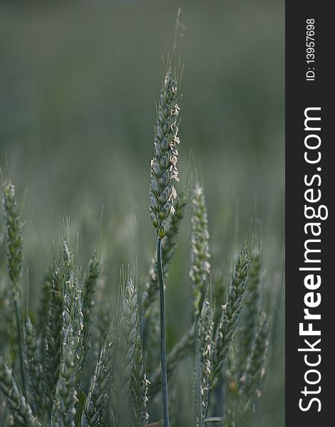 Close-up of cereal plant [wheat]