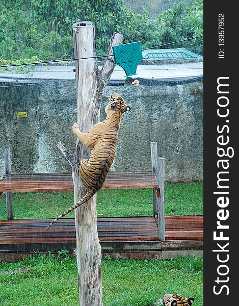 Tiger catch the food from top