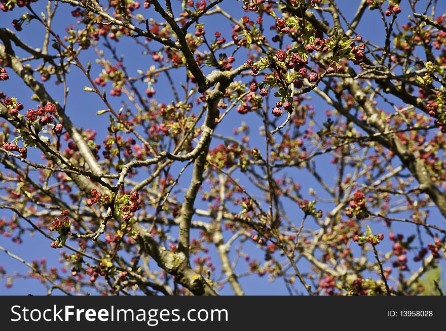 This image shows the buds and flowers of a tree, when spring. This image shows the buds and flowers of a tree, when spring