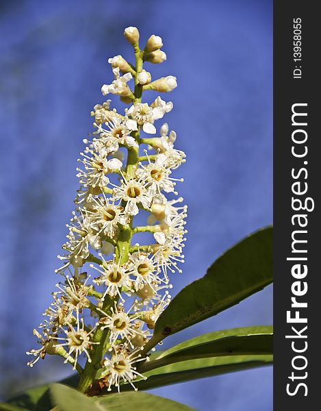 Inflorescence Spring