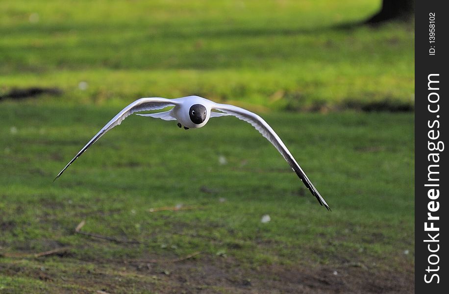 Black-headed Gull