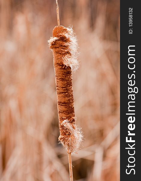 Single, dried cattail in late winter/early spring