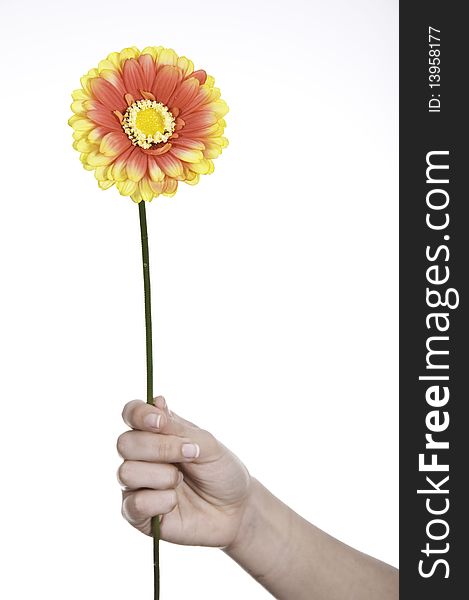 This image shows a flower, delivered by a person, as a symbol of reconciliation between two people. This image shows a flower, delivered by a person, as a symbol of reconciliation between two people
