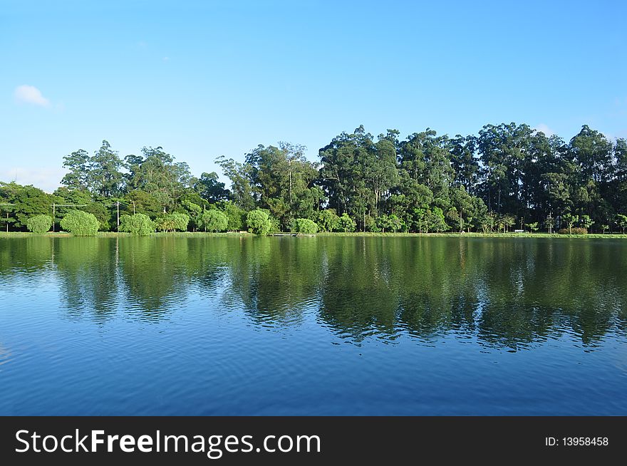 Forest with reflection on water