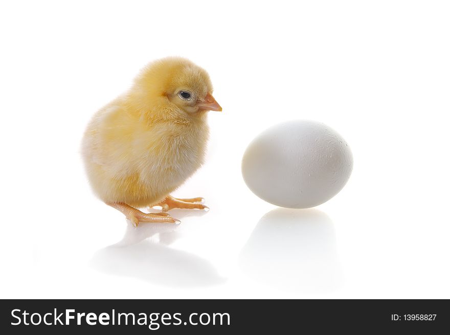 Isolated chicken and egg on a white background