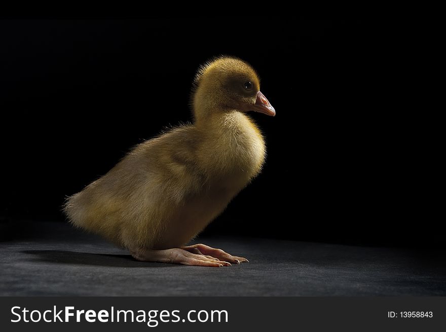 A little yellow goose on a dark background