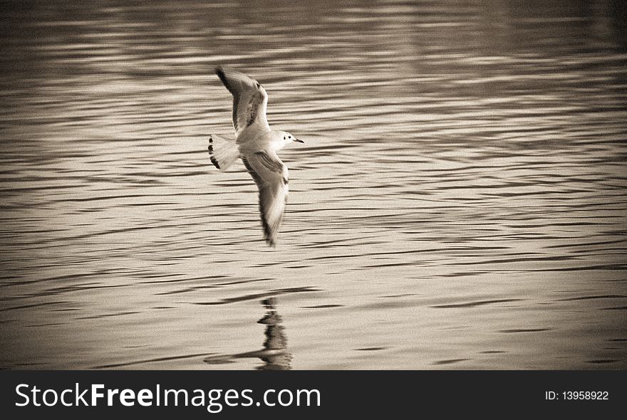 A lonely gull fly over the Danube