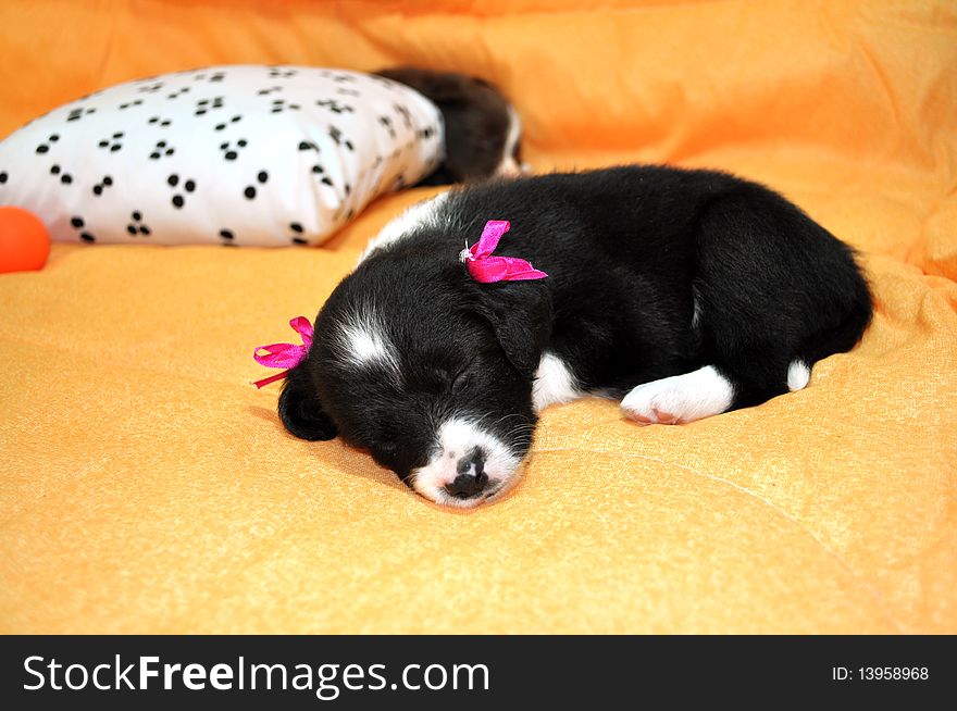 Female puppy sleeping on yellow background with pad and objects colorful