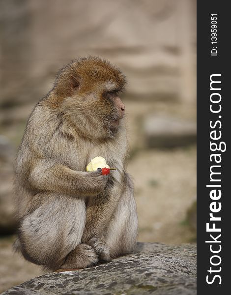 A monkey sitting on a rock and eating a shiny red apple. A monkey sitting on a rock and eating a shiny red apple