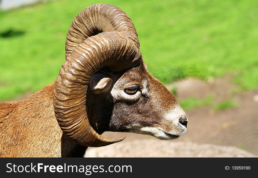 A ram in summer time at Austria.