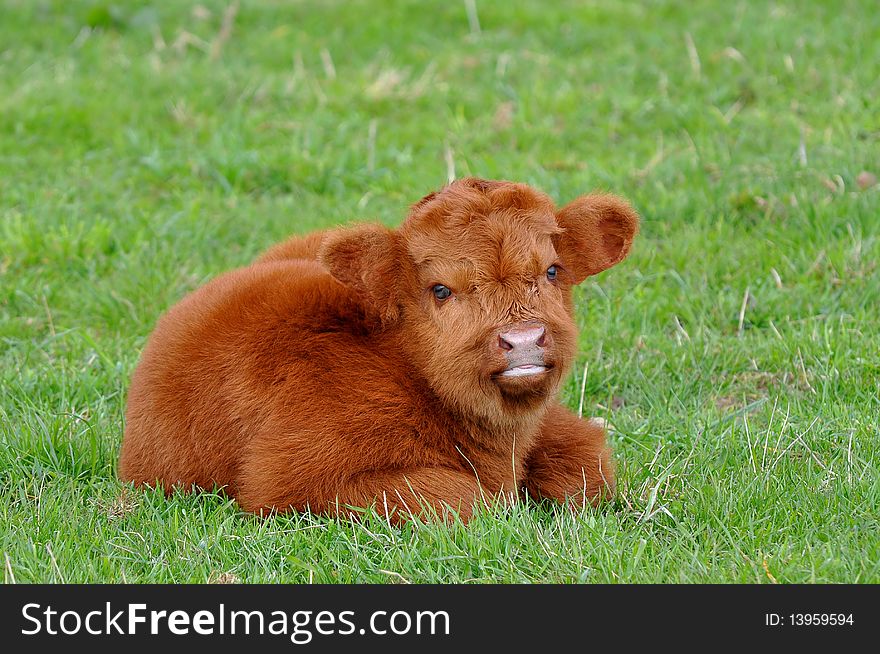 Cute calf of highland cattle