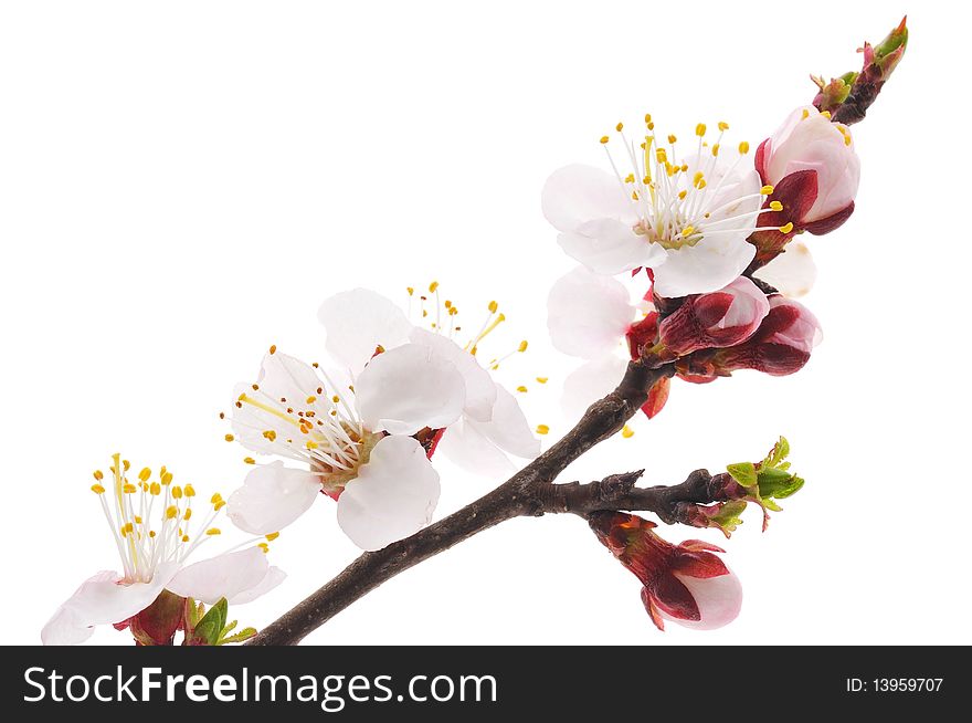 Blossoming an apricot on a white background