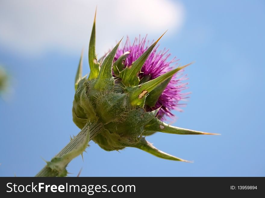 A purple thorn flower under cloudly ,blue sky in sunny day. A purple thorn flower under cloudly ,blue sky in sunny day.