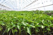 Free Growing Sweet Pepper Seedlings In A Greenhouse Made Of Polycarbonate Stock Image - 139504981