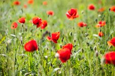 Poppies In The Wheat Field Royalty Free Stock Photography