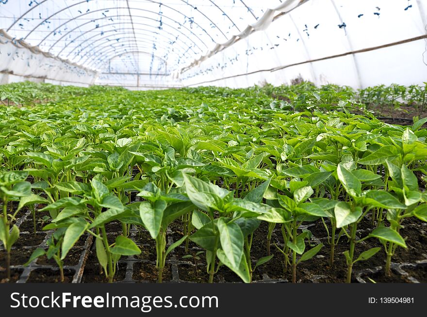 Growing sweet pepper seedlings in a greenhouse made of polycarbonate