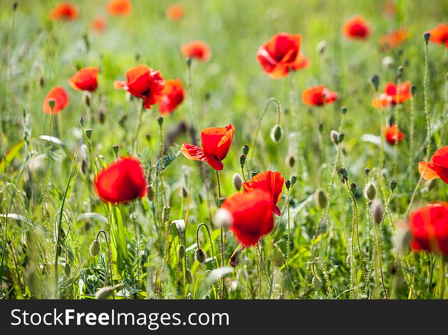 Poppies In The Wheat Field