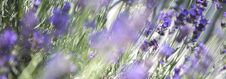 Panorama Of Purple Lavender Field Royalty Free Stock Photo
