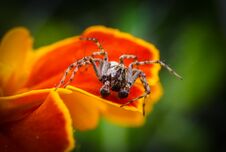 Macro Spider Over The Orange Flower Royalty Free Stock Photo