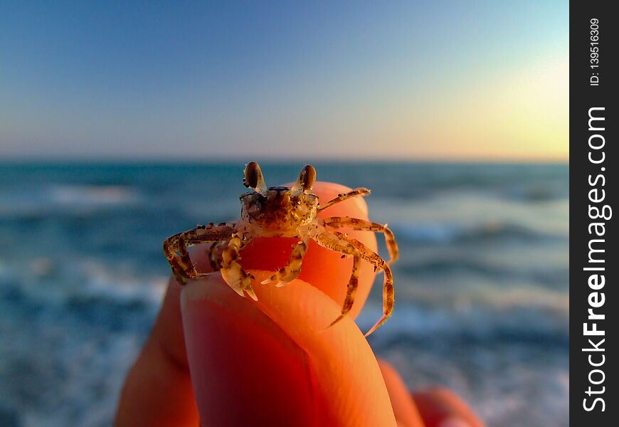 The close up baby crab and colorful background on finger. Tuzla, Adana, Turkey