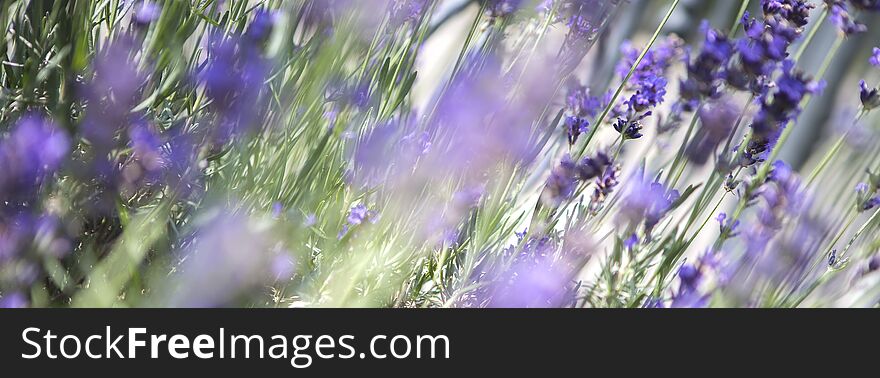 Panorama Of Purple Lavender Field