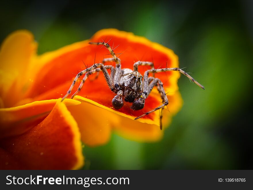 Macro Spider Over The Orange Flower