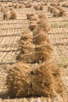 Paddy Crop At Final Stage Royalty Free Stock Images Paddy Crop At Final Stage Royalty Free Stock Images