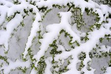 Snow Covered Branches Royalty Free Stock Photography Snow Covered Branches Royalty Free Stock Photography