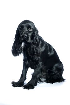 Cocker Spaniel Royalty Free Stock Image Cocker Spaniel Royalty Free Stock Image