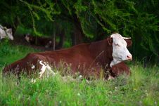 Cow In A Prairie Stock Photo Cow In A Prairie Stock Photo