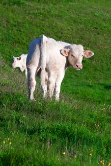 Cow In A Prairie Stock Photo Cow In A Prairie Stock Photo