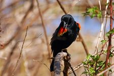 Red-winged Blackbird Male Royalty Free Stock Photo Red-winged Blackbird Male Royalty Free Stock Photo