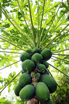 Papaya Stock Photography Papaya Stock Photography