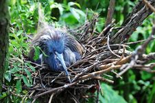Nesting Little Blue Heron Royalty Free Stock Image