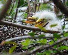 Twin Egret Chicks Stock Photos Twin Egret Chicks Stock Photos