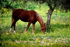 Horse In Paddock Stock Photography Horse In Paddock Stock Photography