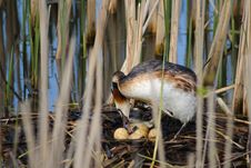 Crested Grebe With Eggs Royalty Free Stock Photos Crested Grebe With Eggs Royalty Free Stock Photos