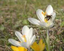 White Crocus Blossom Stock Images