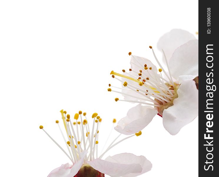 Blossoming an apricot on a white background