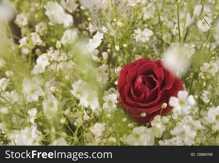 Red rose among white flowers
