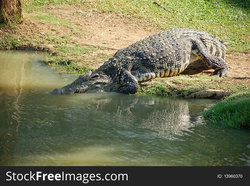 The crocodile at the Beung Changwark in Supanburi Thailand.