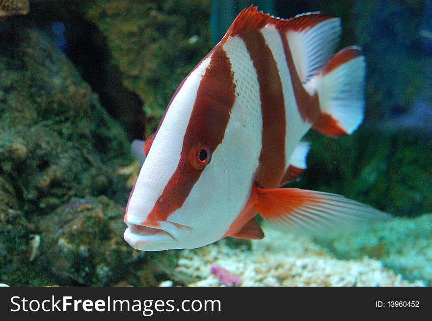 The red and white fish at the Beung Chawark in Supanburi Thailand.