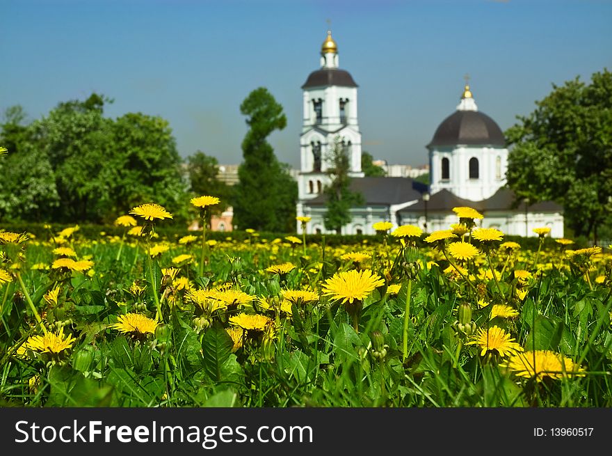 Yellow danelions in green grass. A white orthodox church on the background. Yellow danelions in green grass. A white orthodox church on the background