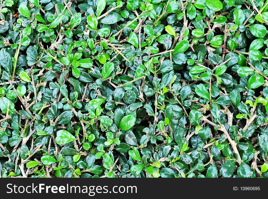 The green leaft at the Buffalo's Home Musuem in Suphanburi Thailand.