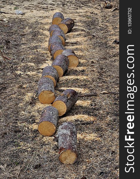 Pile of aspen chocks on the ground, arranged in a line. Pile of aspen chocks on the ground, arranged in a line