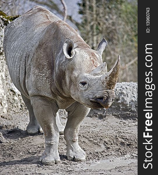 Broad-lipped (â€˜whiteâ€™) african rhinoceros. Latin name - Ceratotherium simum. Broad-lipped (â€˜whiteâ€™) african rhinoceros. Latin name - Ceratotherium simum