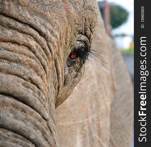 A close up on an elephants' eye