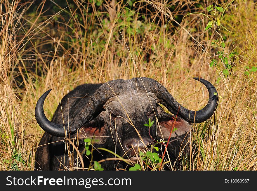 A male buffalo resting in the grass