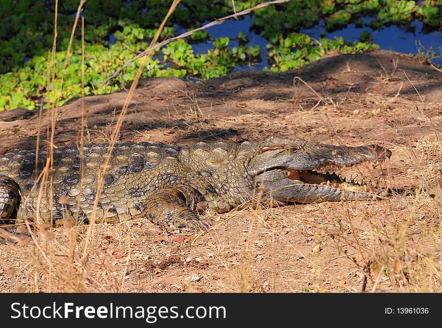 A crocodile warming up in the morning sun