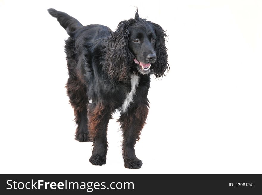 View of a black standing dog on white background. View of a black standing dog on white background